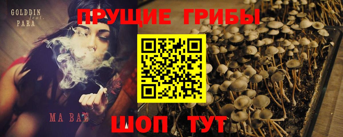 где найти наркотики  Конаково  Псилоцибиновые грибы мицелий 